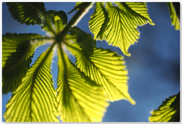 Nahaufnahme eines Kastanienblattes von unten gegen das Licht, das frische Grün scheint zu leuchten. Durch das Gegenlicht ist die Struktur des Blattes deutlich zu erkennen.

A close-up of a chestnut leaf taken from below against the light; the fresh green seems to glow. The backlighting clearly reveals the leaf’s structure.