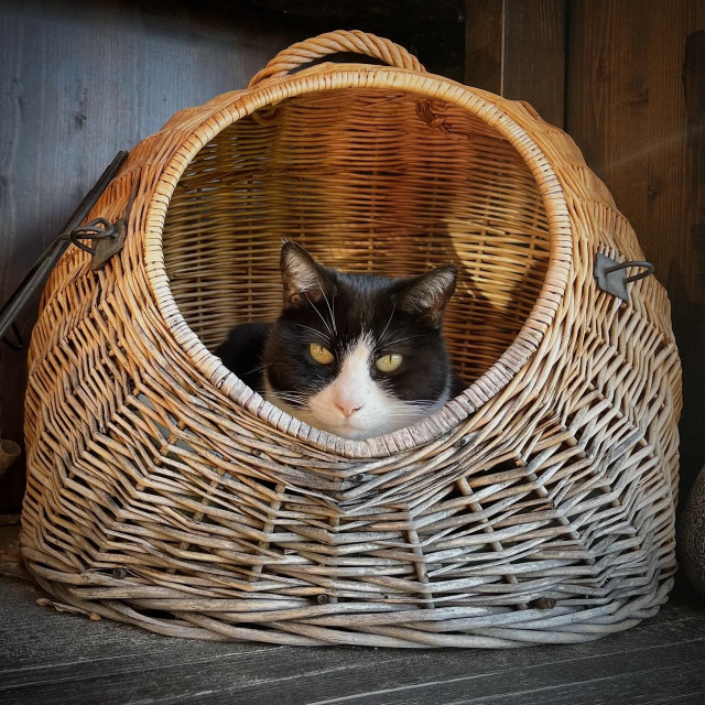 Tuxedokatze Mira schaut mürrisch-herablassend aus ihrem Korb