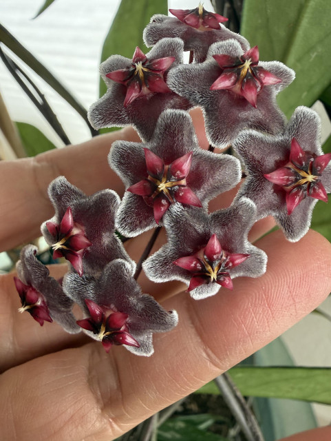 A cluster of hoya flowers, dark pink star-like centers and outer petals that also look like a star are pink/gray with light gray, or silver, fuzzy layers. It reminds me of cat's ears. 
