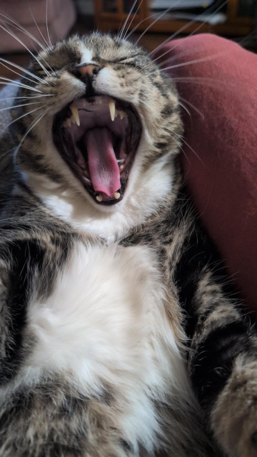 Long photograph of my black, white, and cookie-colored tabby Harvey lying stretched out on his back on my lap, paws at his side, eyes closed tight, and head thrown back by the enormity of his ferocious yawn, which has his white whiskers spraying out everywhere like the noise lines of a cartoon scream and shows off the pink sandpaper ripple of his tongue and two vampiric upper fangs.
