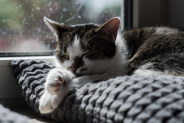 Kater Sammy liegt entspannt auf einem flauschigen Kissen. Die Augen geschlossen und die Vorderpfoten überereinander gelegt. Im Hintergrund ein Fester das dringend mal wieder sauber gemacht werden sollte