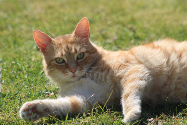 Washy in the grass