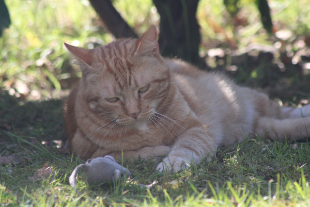 George in the grass