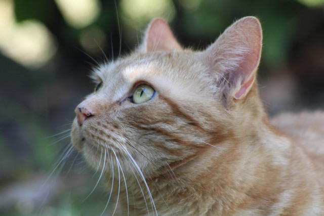 George looking at ghosts outside