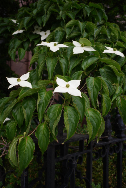 dogwood flowers
