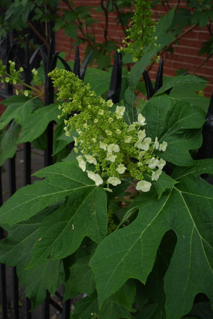 hydrangea starting to bloom