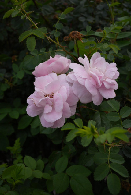pink roses