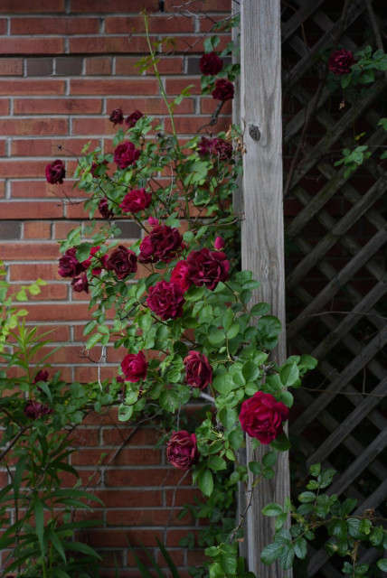 red roses on a trellis