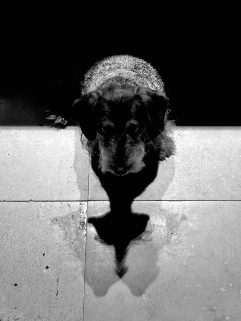 a dachshund sitting half in shadow. the lighting from the left and right is casting overlapping shadows, which create an arrow 