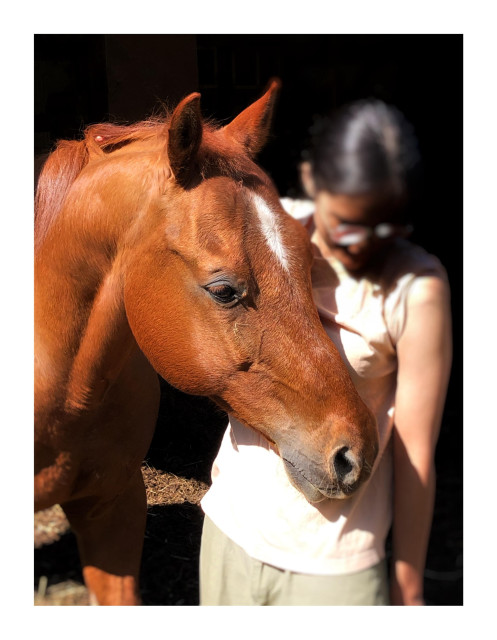 A gentle old horse with a chestnut coat and a white star/stripe on his forehead, nuzzling against the torso of a young person with blurred features standing behind his head. The two are brightly lit by sunlight against a background of stark black shadow.