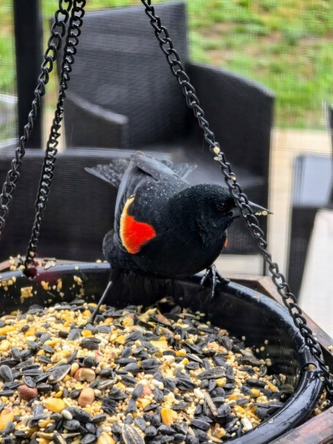 A redwing blackbird on our bird feeder