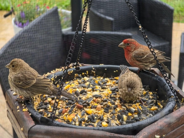 Finches on the bird feeder