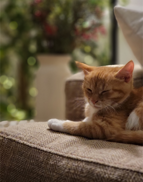 Small orange kitty sitting on the edge of the couch 