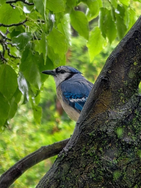 A bluejay on our tree, partially hidden behind a tree branch