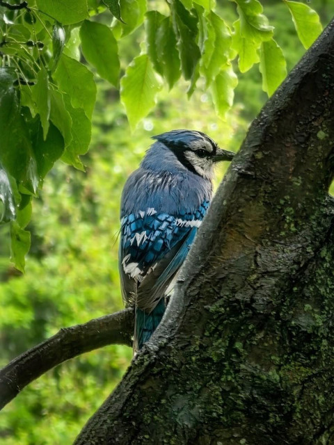 A bluejay sitting straight up, looking to the right. Slightly hidden by a tree branch.