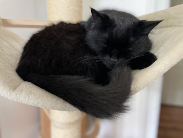 Pepe the black cat sleeps in his hammock.
