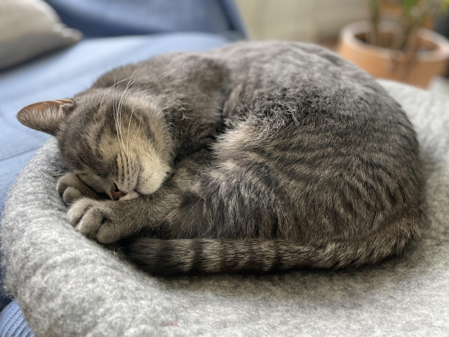 Carlo the grey tabby cat rolled up in his   grey cat bed. 
