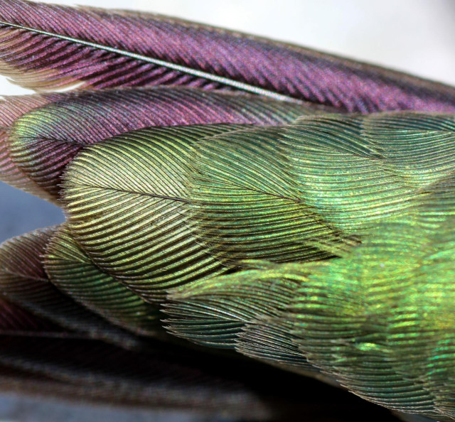 Macro photograph of the beautiful metallic green plumage on the back of a ruby-throated hummingbird, showing purplish reflections on the folded wing feathers.

Photographie macro du magnifique plumage vert métallique sur le dos d'un colibri à gorge rubis, montrant des reflets violacés sur les plumes des ailes repliées.
