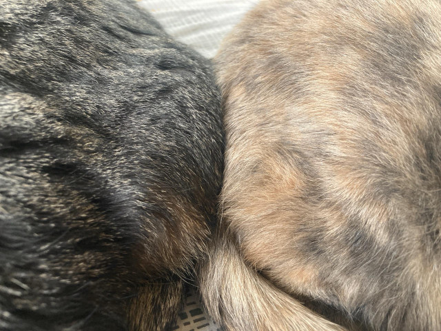 Two cats, butt to butt.
