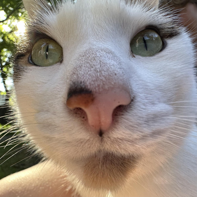Very, very close up of a white cat with a pink nose and a lot of attitude, and just a hint of mania in his wide eyes