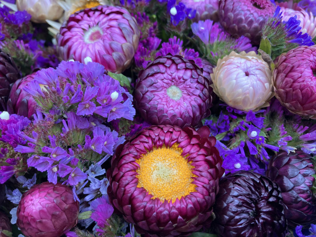 Strawflowers in a reddish-purple and white, along with purple statice. 