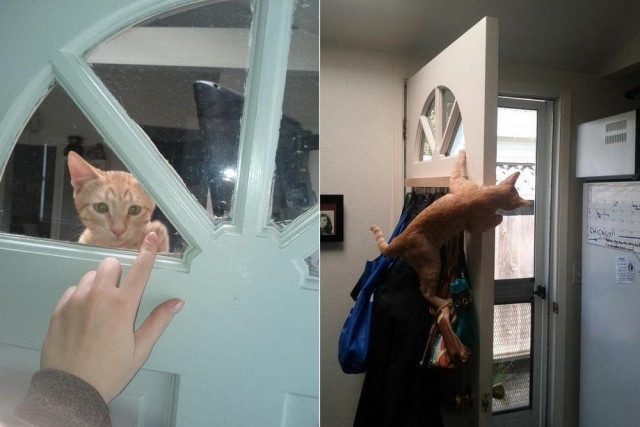 Orange kitty greets guests and the mailperson by perching atop the filled coat rack and keeping an eye on outside activities