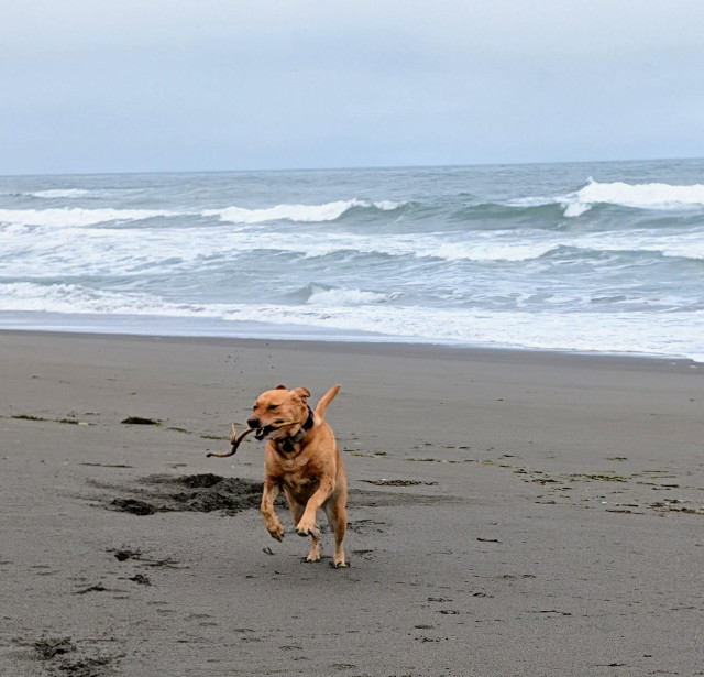 Golden lab is running on a sandy beach with a stick in her mouth. The Pacific Ocean surf id behind her.