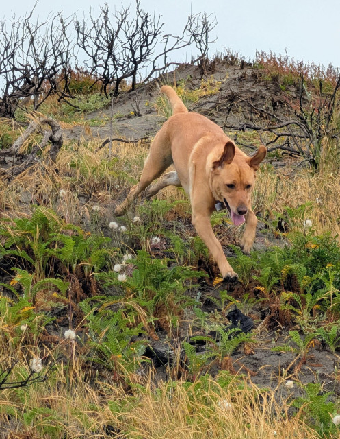 Golden lab was flying up and down the sand dunes on the trail to the beach. Her ears are flapping.