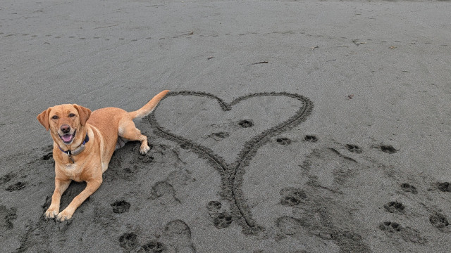 Golden lab is lying next to a heart drawn in the sand on the beach. Somehow her footprints got in the middle of the heart. 