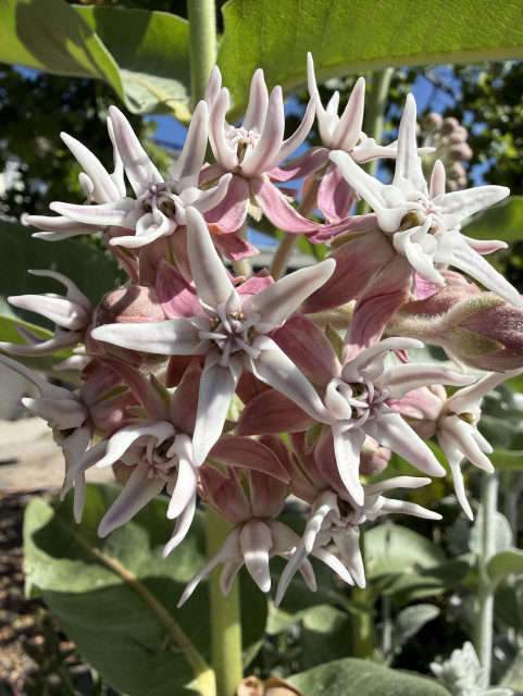 A big ball of showy milkweed flowers; it's a cluster of star-shaped light pink flowers. Very geometrically pleasing. 