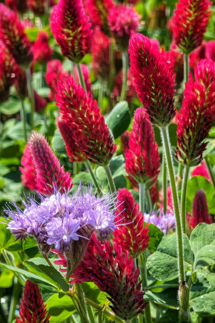 A close-up shot of several conical, crimson clover flowers stretching upwards against a blurred bright green background. In the lower left, a single purple phacelia flower head stands out with its delicate lavender petals and long, thin stamens. The scene is bathed in bright, warm sunlight, casting soft shadows and highlighting the hairy texture of the stems. The overall mood is sunny and warm.