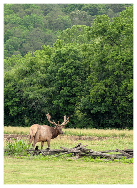 overcast day. a large male elk with wide, branched antlers stands near a rustic, split-rail fence in a grassy field. a mountainside of dense green trees fill the background.