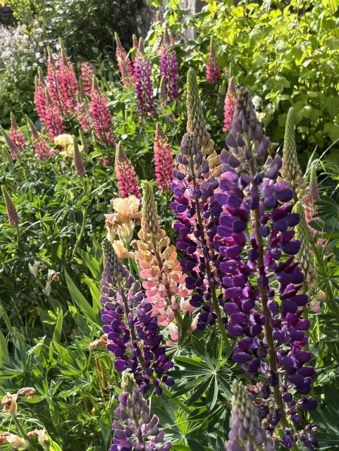 Some lupins in a garden