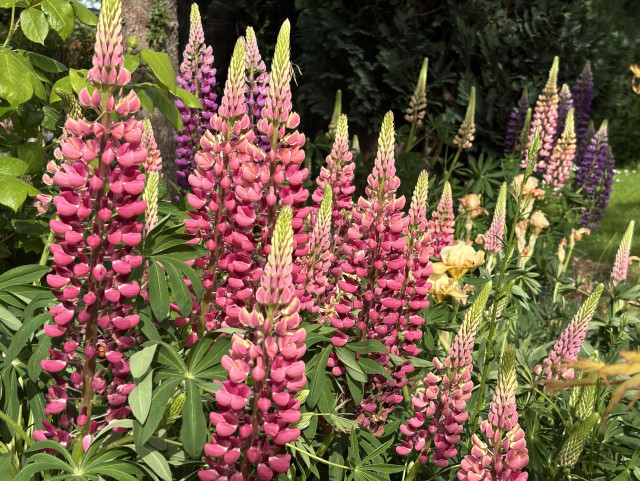 An array of pinkish lupins. There are also a couple of purplish ones in the distance. And an iris or two!