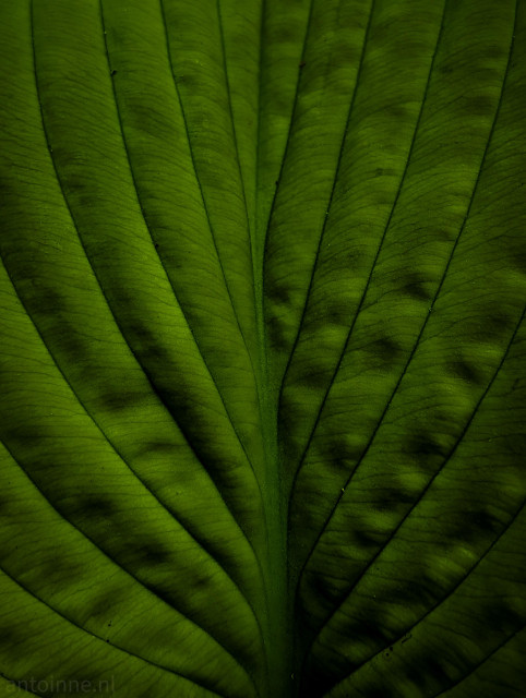 A vertical, close-up photograph capturing the detailed texture of a large green Hosta leaf.

The image is dominated by the leaf's parallel venation. Prominent, deeply grooved veins radiate upward and outward from a central midrib, creating a strong sense of symmetry and leading the eye vertically through the frame. Between these main veins, a delicate, web-like network of smaller secondary veins is visible.

The color palette is composed of rich, moody shades of deep forest green, olive, and near-black. The lighting is low-key and dramatic, coming primarily from above. This casts deep shadows within the grooves and valleys of the leaf, sharply accentuating its ribbed texture and giving the image a somber, organic, and mysterious atmosphere.