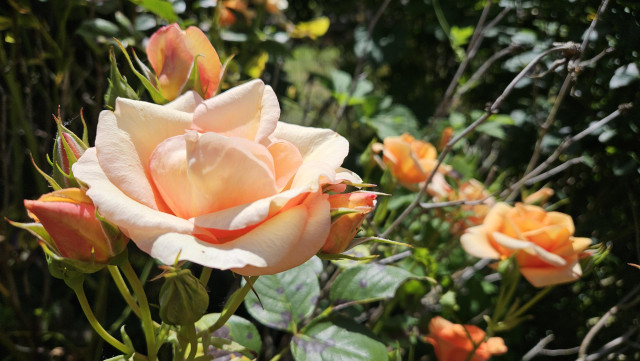 some lovely peach colored roses
