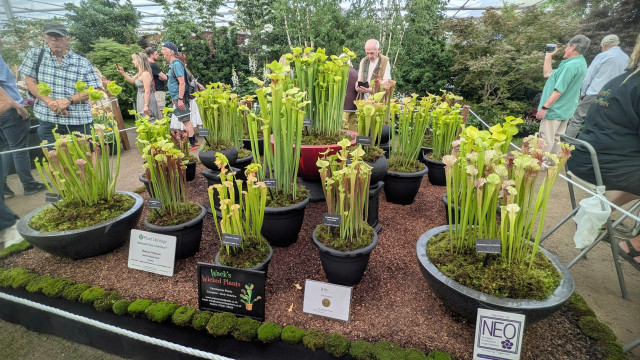 A display of large pots full of upright pitcher plants that won a gold award at the Chelsea flower show.