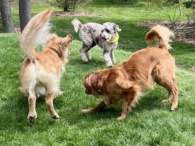 3 dogs face of in a yard with play-bows as they get ready for shenanigans. A grey Aussie-poodle mix is looking towards the camera and getting the attention of River, whose backside is towards us, his tail is wagging straight-up, and his feet are off the ground in a  prize-fighters dance. Brook is in a classic play-bow pose with the length of her body showing to the camera and her head pointed at Olive. A few seconds later they went racing down the hill.