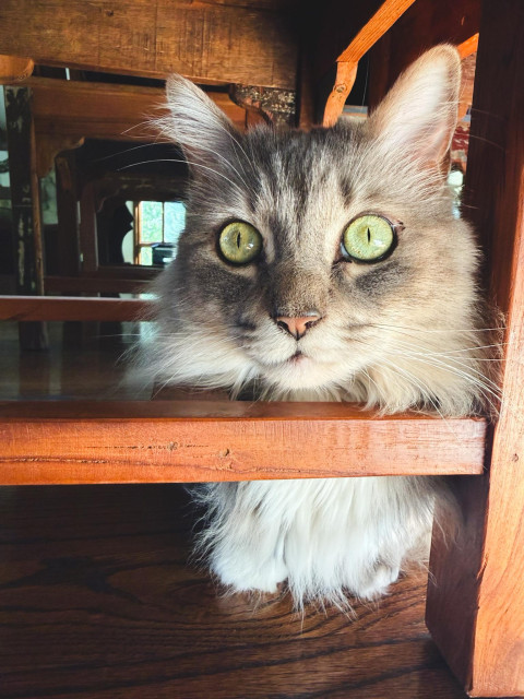 a wide eyed cat, very close to the camera. intense stare. he's sitting beneath a wooden chair.