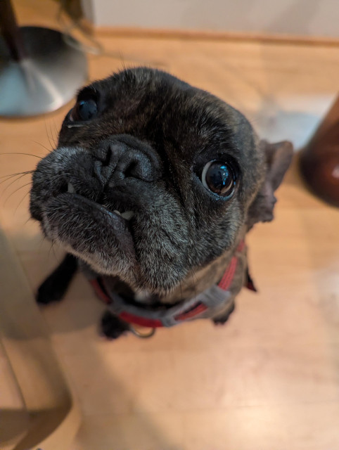 Photo of brindle French bulldog looking up at the camera expectantly 