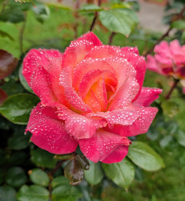 A pink and gold rose blossom covered with water drops. 