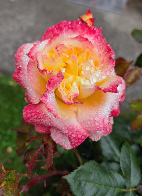 A double center rose blossom that is yellow, white and pink. 