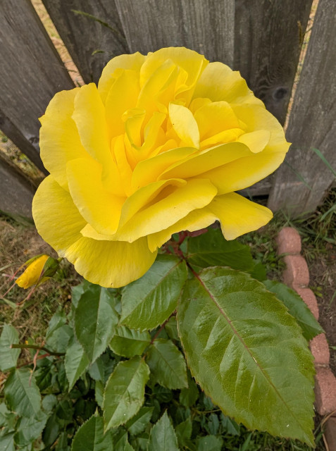 A bright yellow rose blossom.