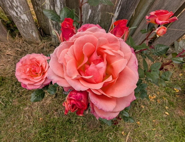 A rose bush full of coral color blossoms. 