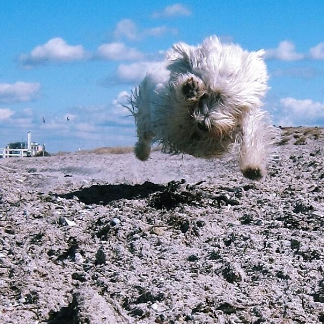 a westie running towards the camera fully in mid air, right paw pointing forward