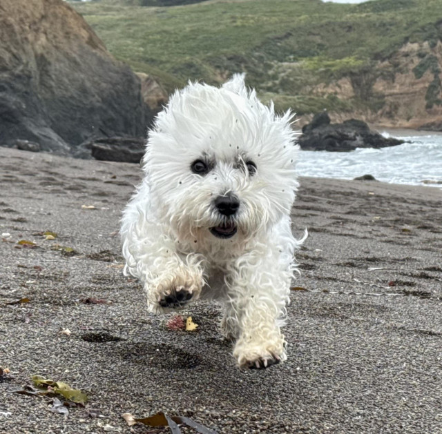 a westie running towards the camera right paw up, almost fully in mid air