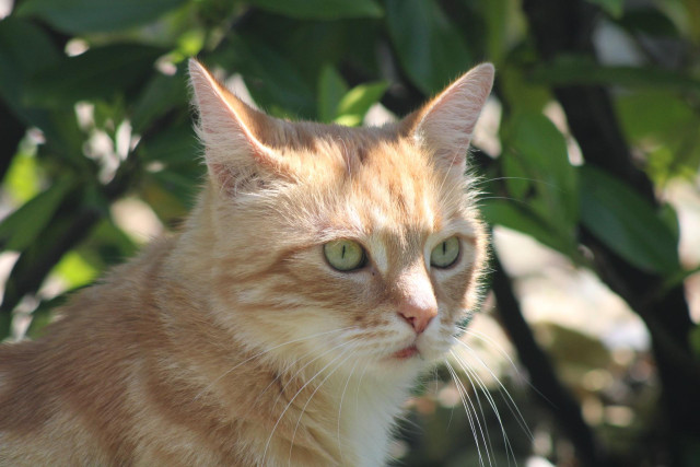 Washy the cat looking out 
