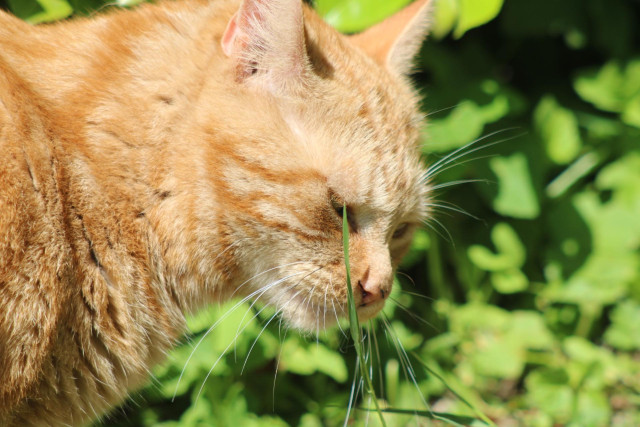 George sniffing the grass 