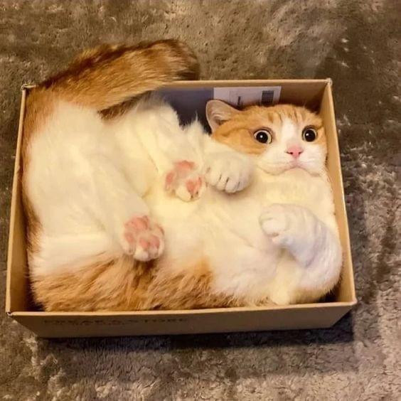 Photo of a floofy orange & white cat laying in its back inside of a small box. The kitty is filling the cardboard box entirely, minus its tail, and its cute toe beans can be seen.