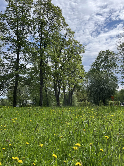 En äng med gräs och massor av maskrosor i förgrunden. Björkar och andra lövträd i bakgrunden. Mellan träden skymtar en blå himmel med ganska mkt moln